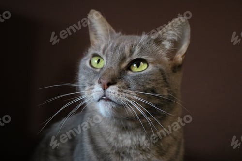Preview: Tabby cat