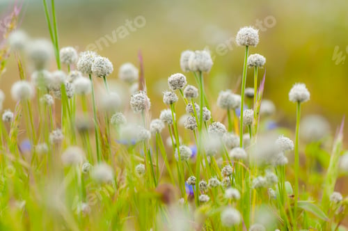 Preview: Beautiful wild flowers in a meadow, Flower background.