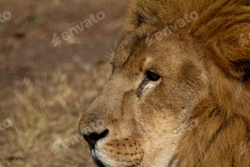 Preview: Close up of Lion head looking powerful