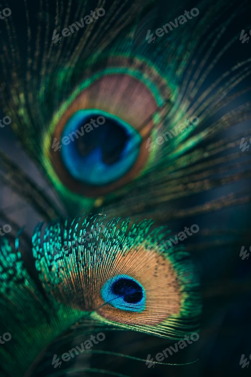 Preview: Closeup of beautiful and colorful peacock feathers.