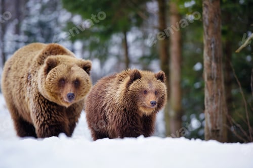 Preview: She-bear and bear-cub in the winter forest