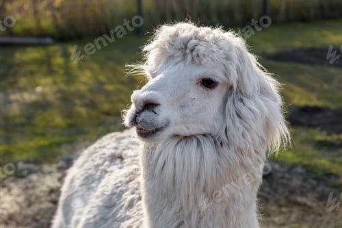 Preview: White alpaca on the farm