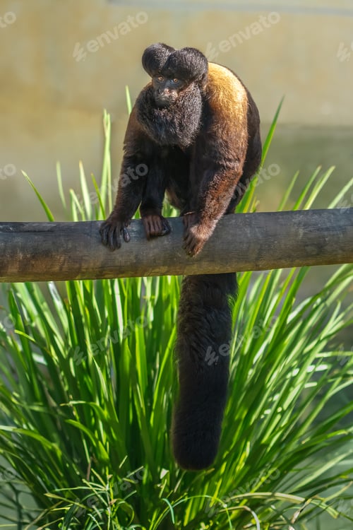 Preview: Uta Hick Bearded Saki (Chiropotes utahicki) - New World Monkey