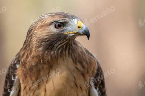 Preview: Red-tailed Hawk