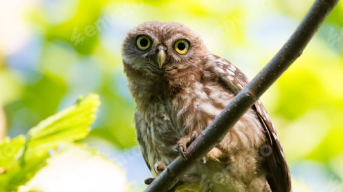 Preview: Little owl, Athene noctua. A young bird sits on a branch against a background of tree leaves