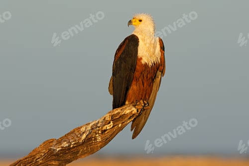 Preview: African fish-eagle perched on a branch