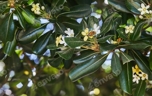 Preview: A honeybee gathers nectar from white and yellow flowers among