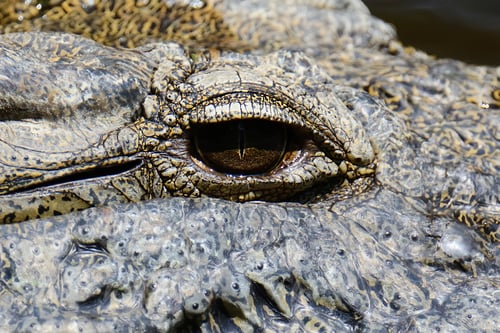 Preview: Group crocodile