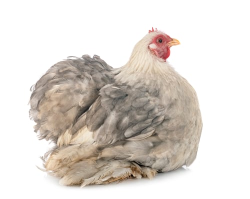 Preview: Pekin Bantam in studio