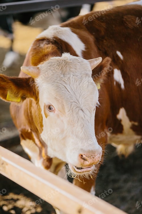 Preview: Bulls on a farm in a stall outdoors.