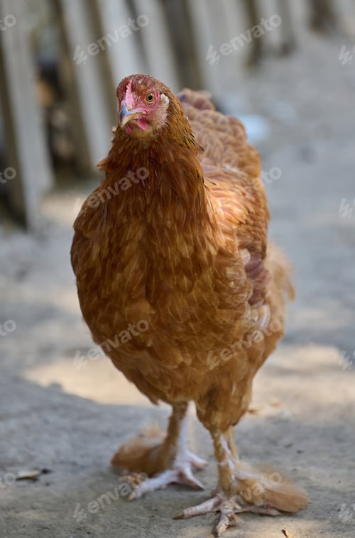 Preview: A brown chicken stands and looks straight at the camera on a farm.