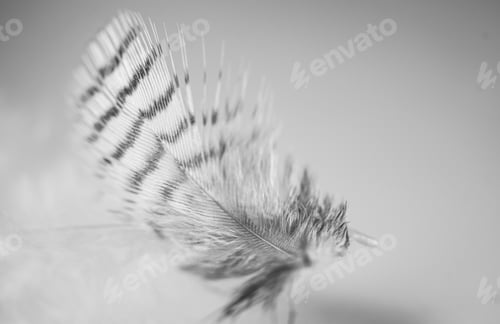 Preview: Feather bird black and white