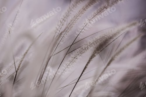Preview: Macro photo of fluffy grasses in the wind , blurred, selective focus