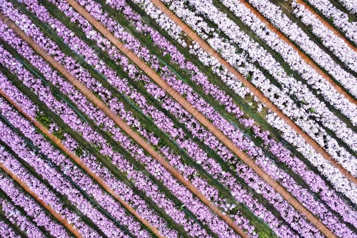 Preview: Aerial view image of a beautiful purple Margaret flower field by drone