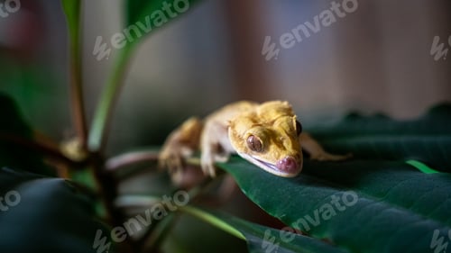 Preview: Close up shot of a cute yellow ciliated banana-eater - a rare species of gecko in a terrarium