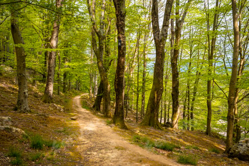 Preview: Path to a beautiful dolmen in the Basque country. Errenteria, Gipuzkoa