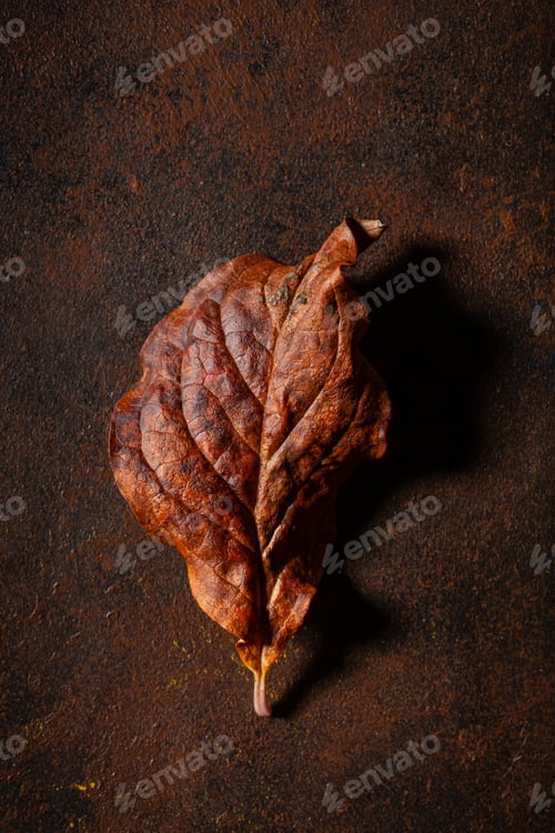 Preview: dark moody faded brown autumn leaf background, fall decay