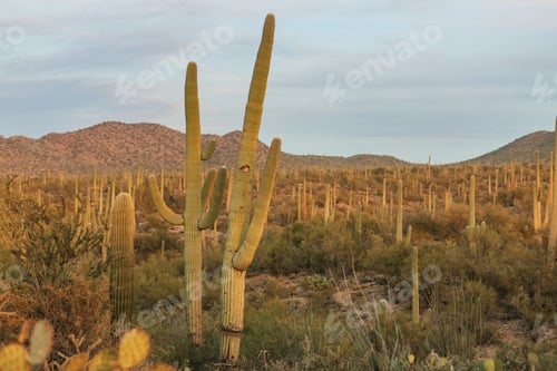 Preview: Cactus