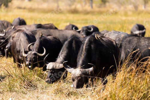 Preview: A herd of water buffalo, Bubalus bubalis in long grass on marshland