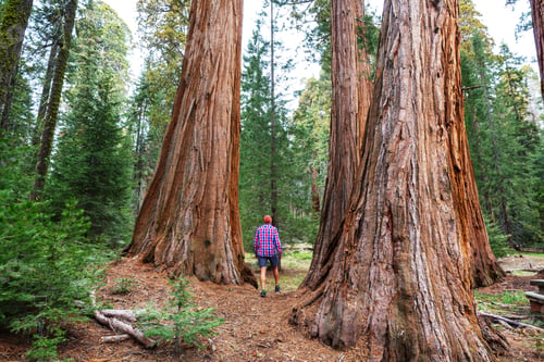 Preview: Sequoia