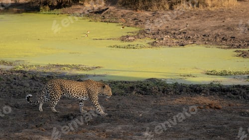 Vista previa: Leopard, Panthera pardus, Adult. Walking along the muddy bank of a dam covered in green algae.