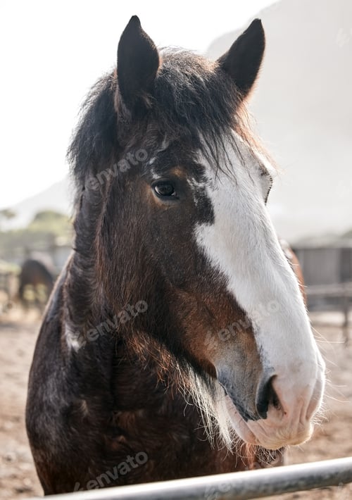 Preview: Calm, horse and portrait on farm outdoor in countryside or nature in summer with animal in agricult