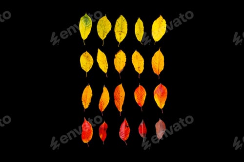 Preview: Autumn beautiful bright leaves on the background