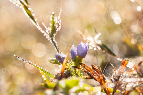 Preview: Fresh green grass with dew drops closeup. Nature Background
