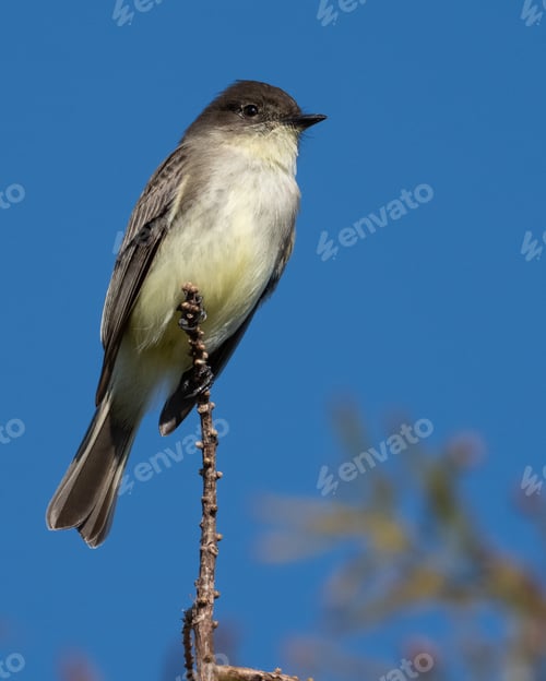 Preview: Eastern Phoebe Perched
