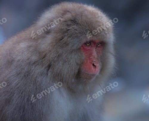 Preview: Snow Monkey of Nagano