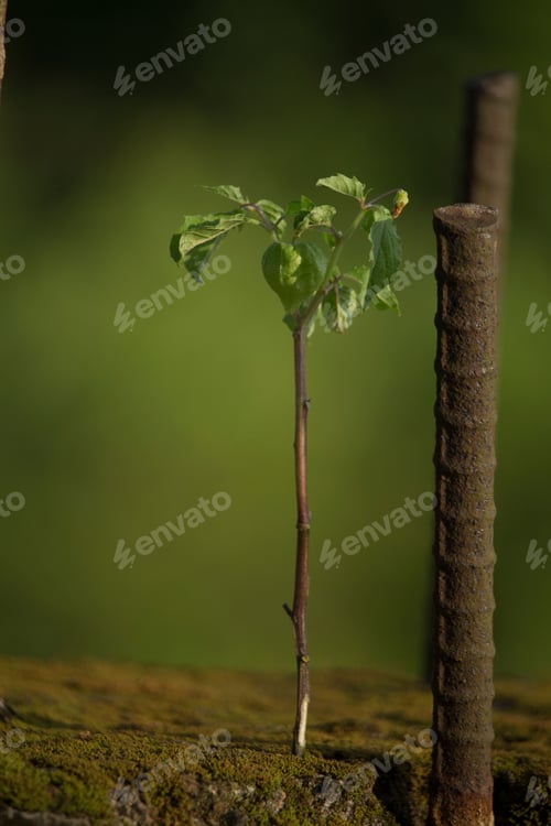 Preview: A plant has been born in the algae that has accumulated on top o