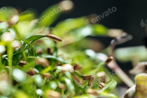Preview: Young green sprouts of micro green close up