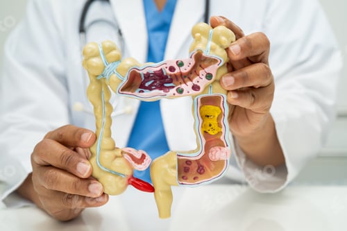 Preview: Intestine, appendix and digestive system, doctor holding anatomy