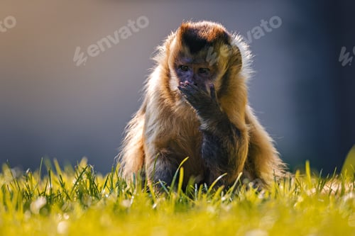 Preview: Monkey sitting on grass with hand covering mouth