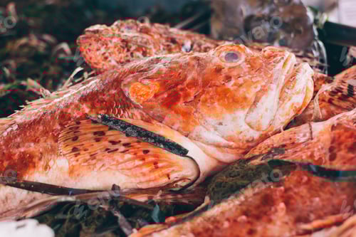 Preview: Red fish with seagrass at fish market