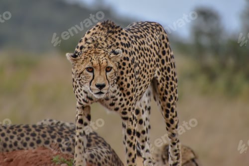 Preview: Gorgeous cheetah in the savanna, eyes wide and alert.