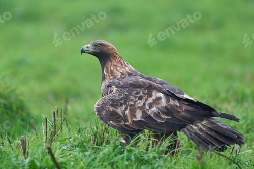Preview: Golden eagle (Aquila chrysaetos)