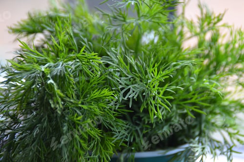 Preview: Fresh bunch of green dill herb