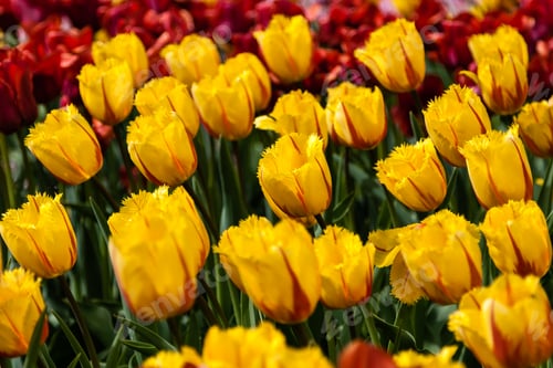 Preview: Flower beds and fields sown with colorful tulips