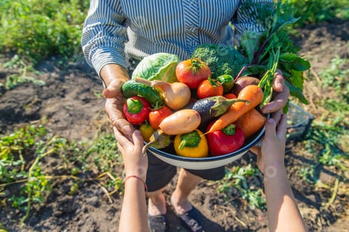 Fresh Vegetables from the Garden Harvest