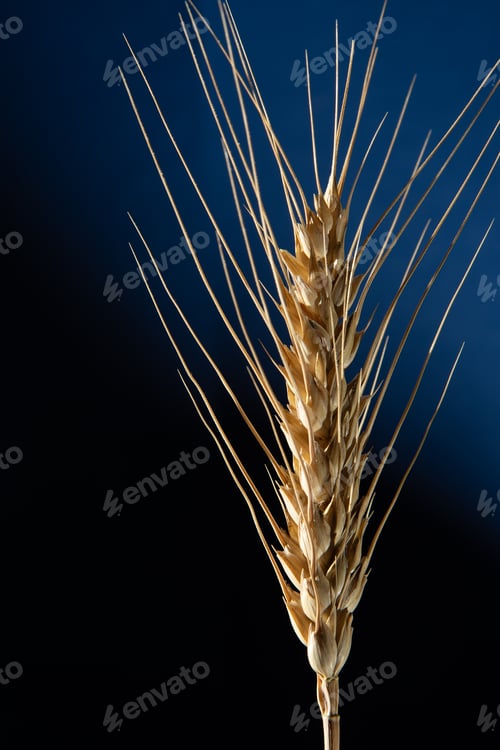 Preview: Golden ear of wheat on a dark blue background.