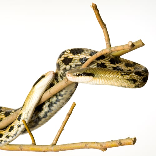 Preview: Rat snake