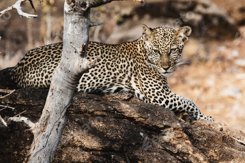 Preview: Leopard resting on a rock - Samburu National Reserve, Kenya