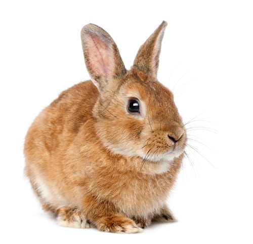 Preview: Rabbit lying against white background