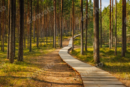 Preview: Viru Bog Viru Raba peat swamp, Estonia