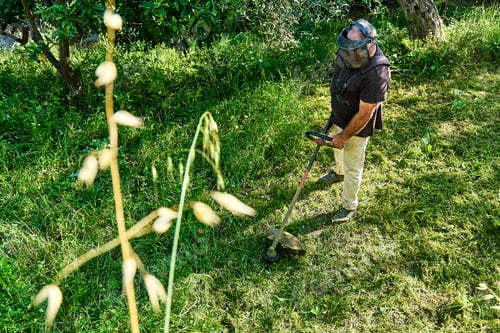 Preview: Gardener mowing weeds in the garden with string grass trimmer.