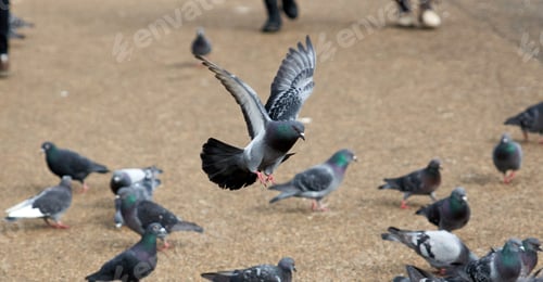 Preview: Closeup shot of a flock of pigeons in a park