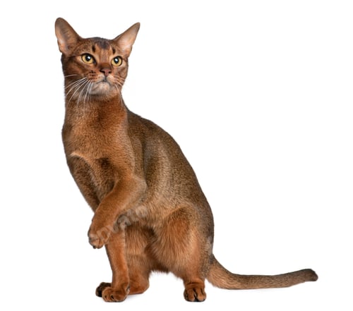 Preview: Abyssinian (9 months old)