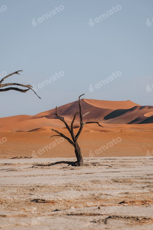 Preview: Photo of old trees in the stunning and beautiful Deadvlei, Sossusvlei, Namibia