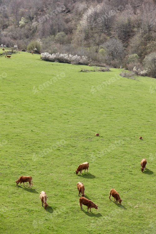 Preview: Cows grazing in the pasture. Cattle and livestock. Countryside